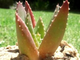 Aloe distans